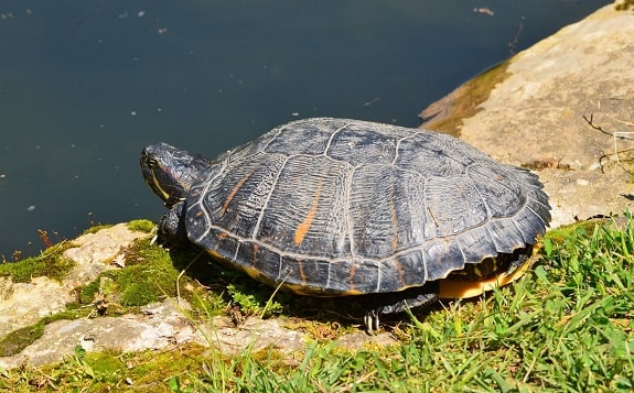 Red Eared Turtle Basking Near Water