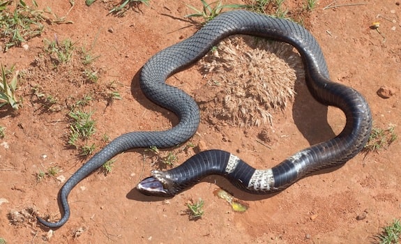 Rinkhal Snake