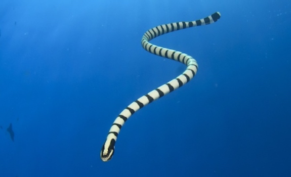 Sea Snake