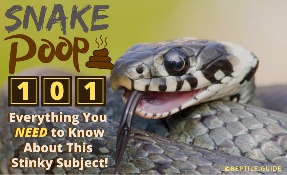 snake poop