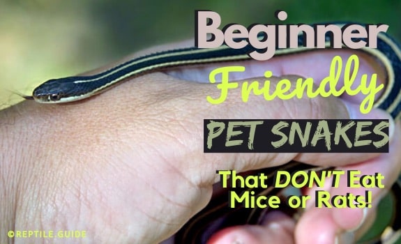 How to Choose the Best Pet Snake for You