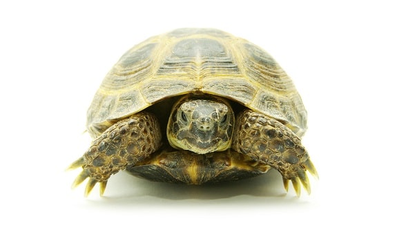 Turtle Without Shell: Can a Turtle Live Without a Shell?