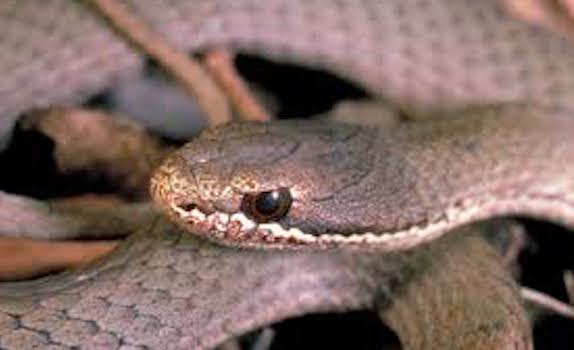 White Lipped Snake