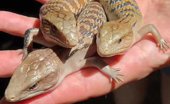 baby blue tongue skinks