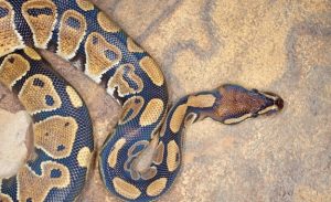 Ball Python Care Sheet: Your Top Questions Answered (Must Read!)