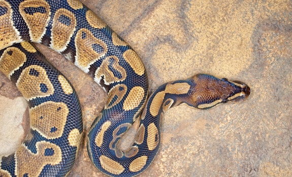 ball python background information