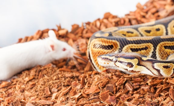 ball python diet and feeding guidelines