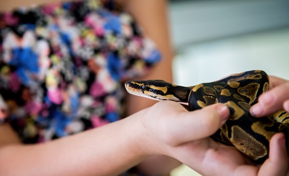 ball python handling and bonding tips