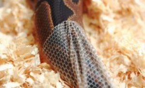 ball python won't eat? here's 7 possible reasons & how to