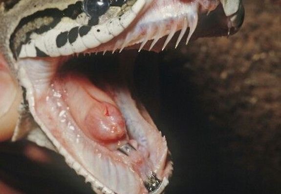 ball python teeth