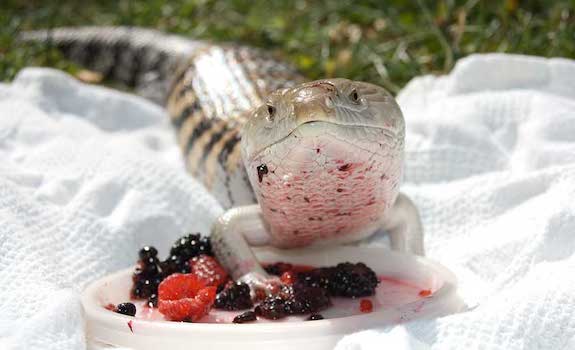 blue tongue skink eating berries