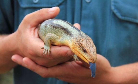 blue tongue skink handling tips