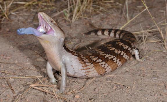 blue tongue skink health concernsblue tongue skink health concerns