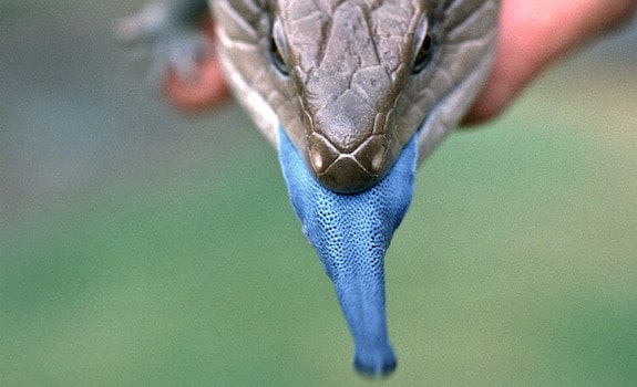 blue tongue skink tongue