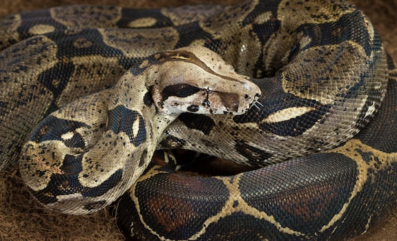 boa constrictor