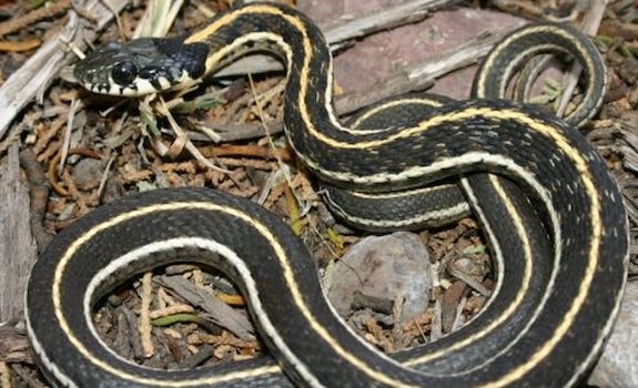 garter snake