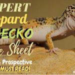 leopard gecko care sheet