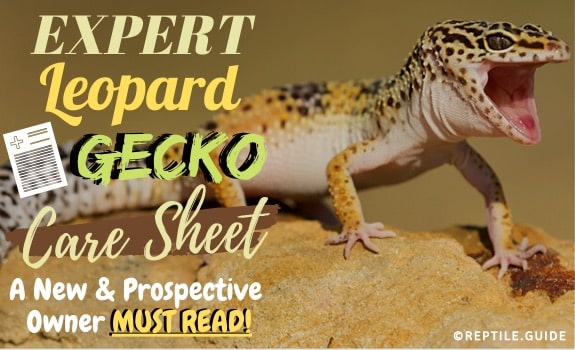 leopard gecko care sheet