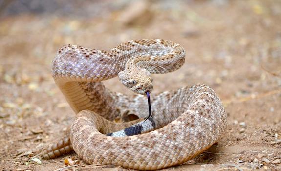 Florida Snake ID Guide – Florida Museum of Natural History