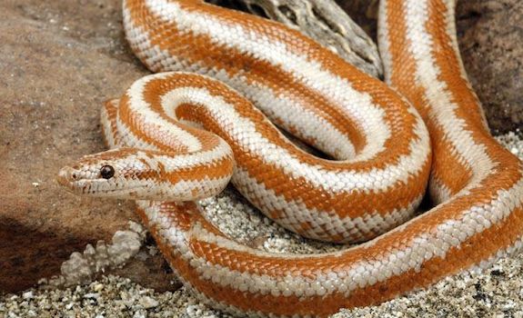 10 Best Pet Snakes For Beginners To Own Enjoy With Pictures,How To Make A Diaper Cake With Blankets