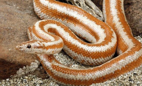 10 Small Pet Snakes That Stay Small Forever With Pictures 