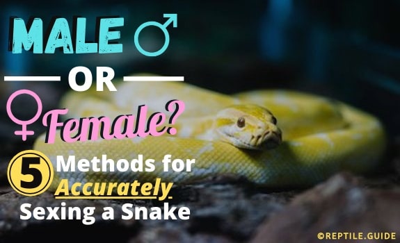 sexing a snake male or female