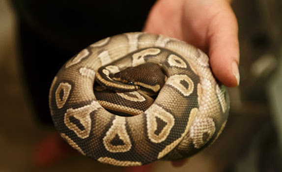 sleeping ball python