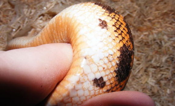 snake mites on snake