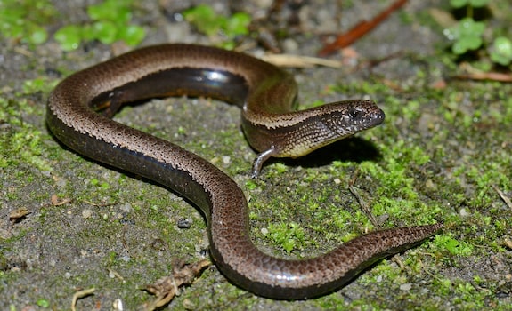 three-toed skink