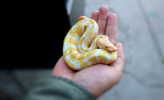 where to buy a ball python