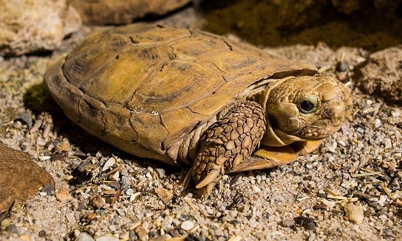 African Pancake Tortoise