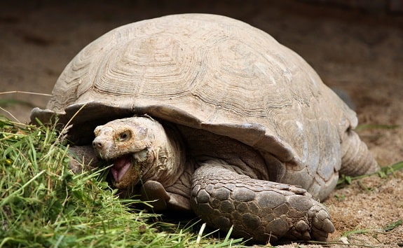 African Sulcata Tortoise