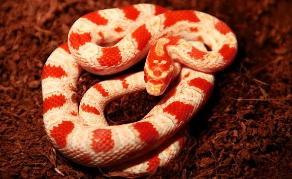 fluorescent orange corn snake