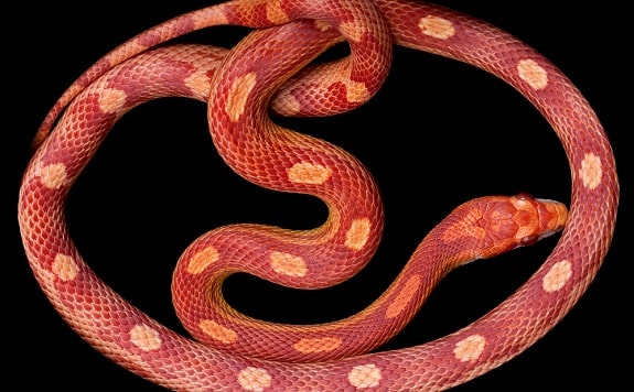 Amel Motley Corn Snake