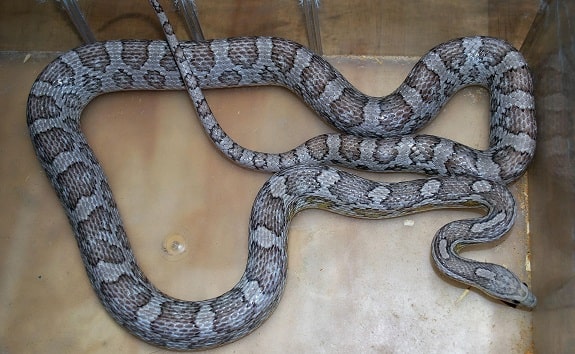 Anerythristic Ghost Corn Snake