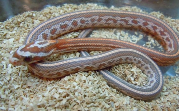 Aurora Corn Snake