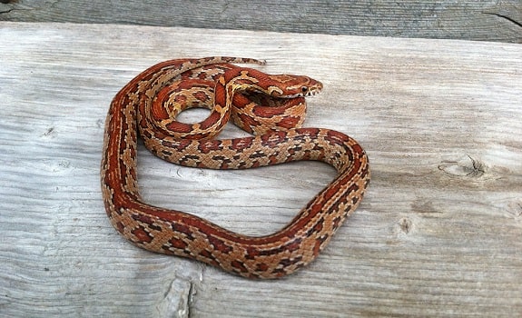 corn snake morphs guide