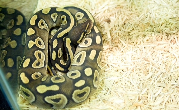 Ball Python Aspen Substrate