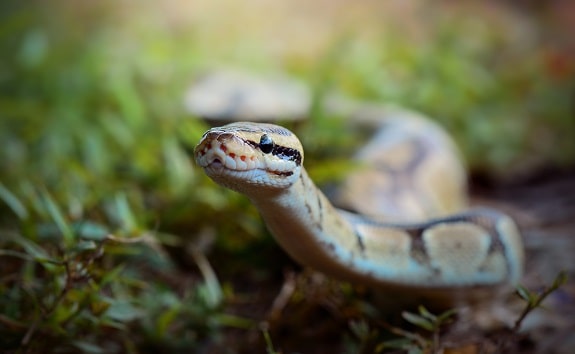 Ball Python Bioactive Substrate