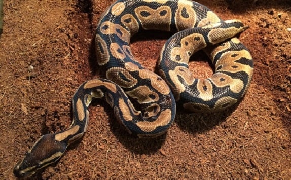 Ball Python Coconut Fiber Substrate