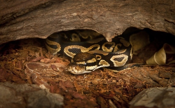 ball python habitat in the wild