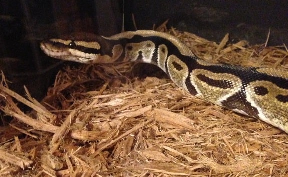 forest floor bedding for ball python