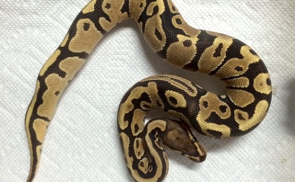 Ball Python Paper Towel Substrate