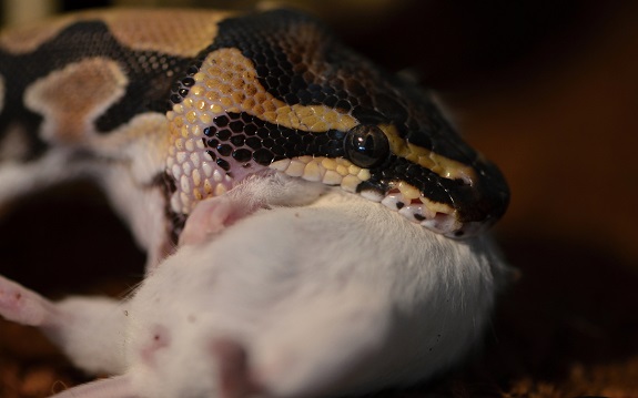 Ball Python Pets Are Easy to Feed