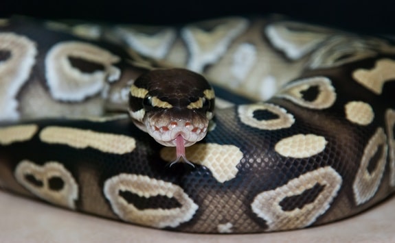 Ball Python Tongue Flicking