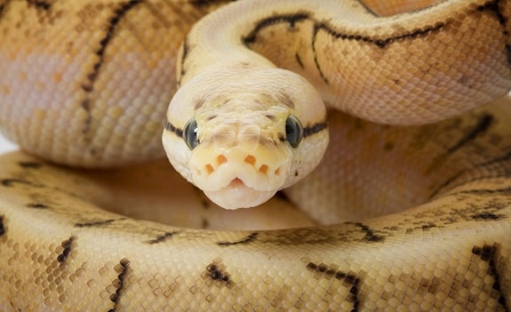 Ball Pythons Make Beautiful Pets