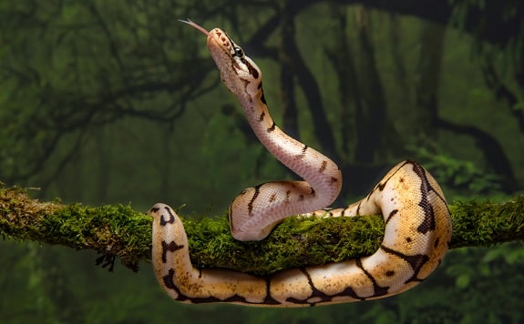 Ball Pythons Make Interesting Pets