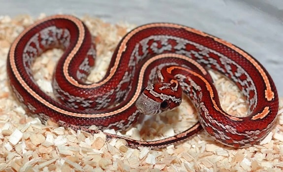 Bloodred Tessera Corn Snake