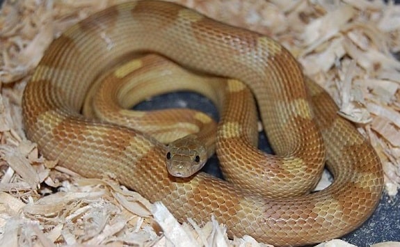 Caramel Corn Snake