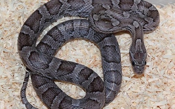 Charcoal Anery B Corn Snake